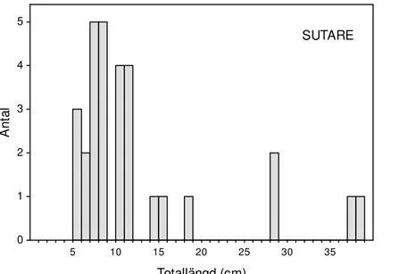Figur 5. Storleksfördelning hos sutare i Ekeby våtmark. Storleksgrupperingar och åldersklasser kunde  svårligen urskiljas