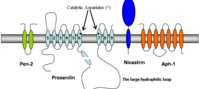 Fig.  2. Components  of  the  γ-secretase  complex.  γ-Secretase  is  composed  of  four  different  integral  membrane  proteins:  Presenilin,  Nicastrin,  Aph-1,  and  Pen-2