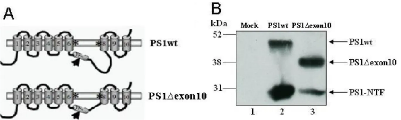 Fig. 6. Deletion of exon 10, which encodes amino acids 320-377 from wildtype PS1, creates a  new protein called PS1∆exon10