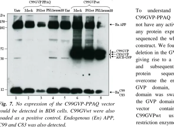 Fig.  7.  No  expression  of  the  C99GVP-PPAQ  vector  could  be  detected  in  BD8  cells