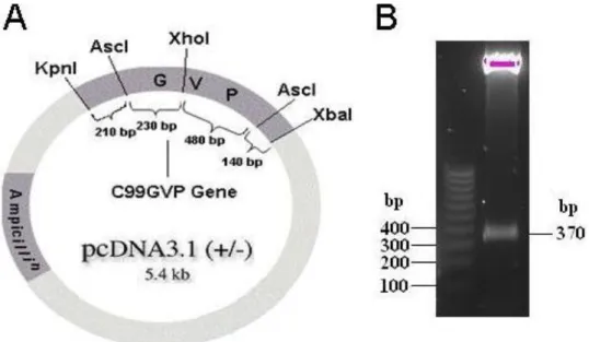 Fig. 9. Restriction enzyme digestion of  the chimeric vector. In the control lane  the  C99GVPwt-vector  is  present,  showing  similar  cleavage  pattern  as  lane 3, which had a correct orientation  of  the  GVP  domain