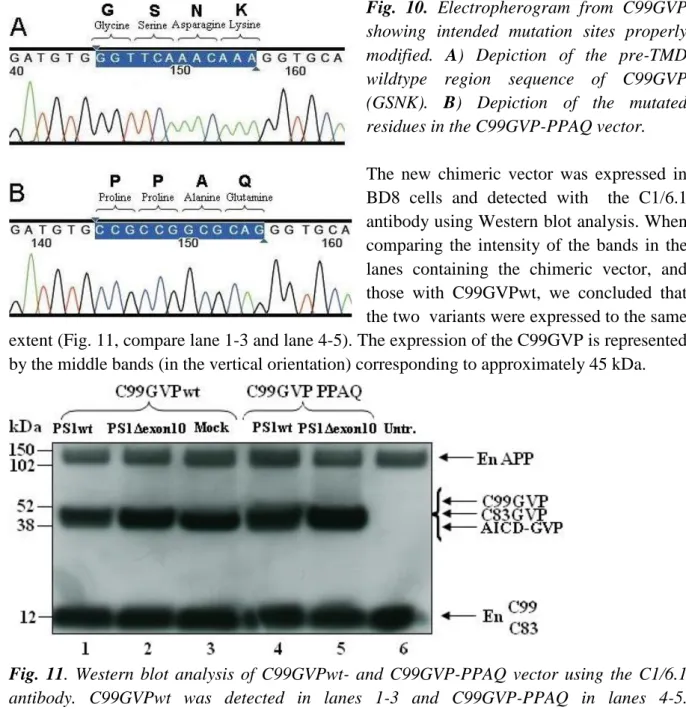 Fig.  11.  Western  blot  analysis  of  C99GVPwt-  and  C99GVP-PPAQ  vector  using  the  C1/6.1  antibody