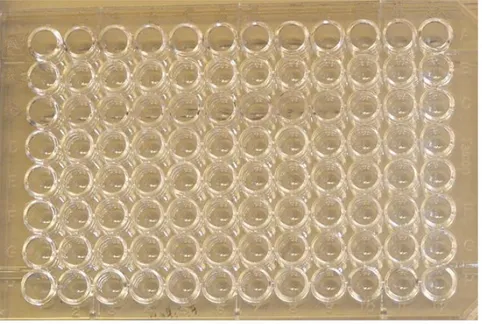 Fig. 2 Diluted of serum from undiluted to 1/1024.   