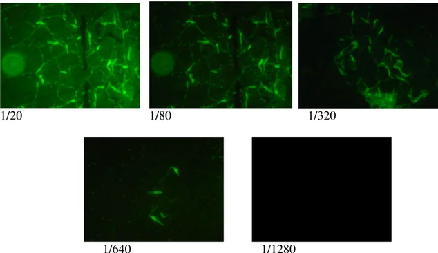 Fig. 6 Serology test showed in the fluorescence microscopy. 