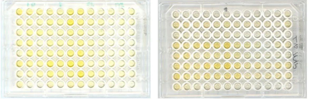 Fig. 10 The left ELISA plate, is dilution of trypanosomes 10, 5, 2.5 and 