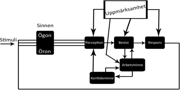 Figur 3. Modifiering enligt Wickens modell för processande av information. 