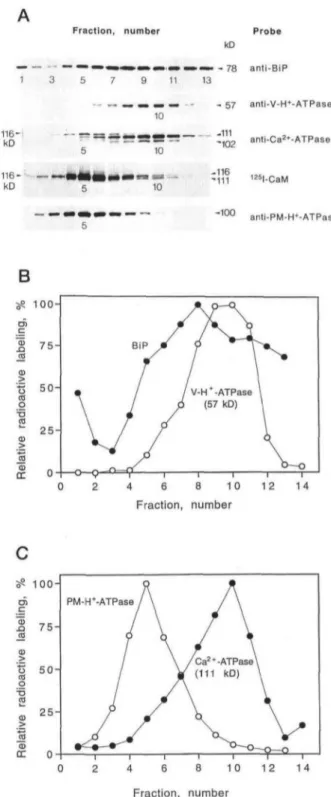 Figure 2. Western analysis of fractions after Sue gradient centrifuga- centrifuga-tion of a microsomal fraccentrifuga-tion from cauliflower inflorescences