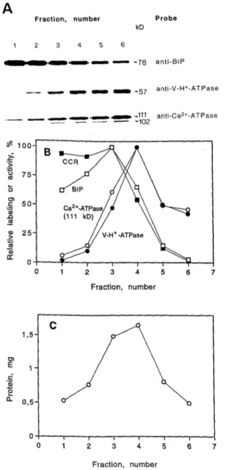 Figure  3.  Analysis of fractions after  CCD of low-density  membranes  from cauliflower inflorescences