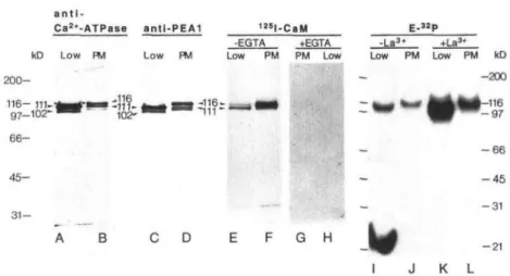 Figure 4. Characterization of Ca 2 +  -ATPases in low-density intracellular membranes (Low) and phase-partitioned plasma membranes (PM)