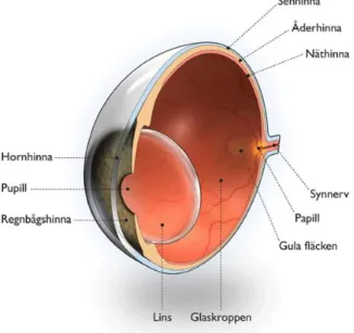 Figur 1. Vertikalt snitt genom ögat. 