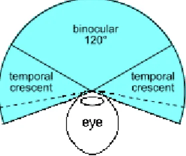 Figur  2.  Båda  ögonens  field  of  view  tillsammans (Zyxwv99 2014  (Wikimedia  commons),  creative  commons-godkänd för användning)