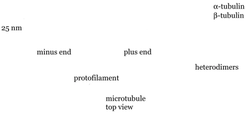 Figure 1.  Microtubule structure. 