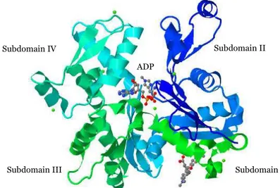 Figure  4.    Ribbon  representation  of  the  structure  of  uncomplexed  actin  α− actin1 in the ADP state