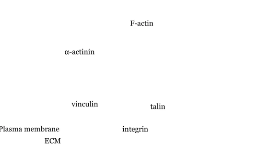 Figure  5.  Schematic  representation  of  the  focal  adhesion  site  showing  α -actinin (green) and its interacting partners: vinculin (grey), talin (black) and  β-integrin (light blue)