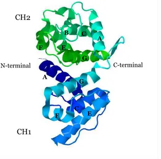 Figure 8.  Ribbon representation of the structure of human  α -actinin3 actin- actin-binding domain