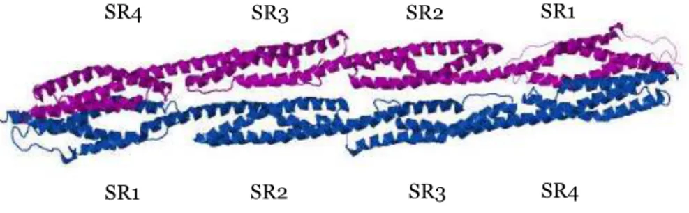 Figure  9.    Ribbon  representation  of  the  structure  of  human α-actinin2  rod  domain