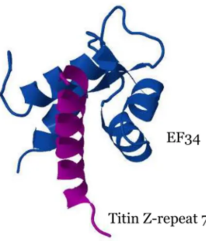 Figure 10.  Ribbon diagram of the structure of EF34 from α-actinin2 (blue)  in complex with titin Z-repeat 7 (purple)