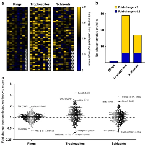 Fig. 2 Microarray data for the ring, trophozoite and schizont stages. a Heatmap of phosphospeci ﬁc antibody array data for ring-, trophozoite- and schizont-infected cells after the removal of cross-reactive and weak signals