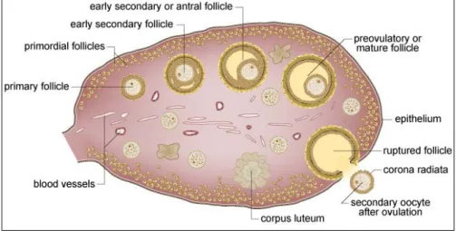 Figure 1. An overview of the mammalian ovary  (Adapted from https://www.ehd.org) 