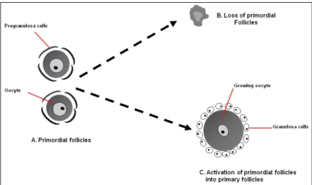 Figure 2. Schematic illustration of the possible fates of primordial follicles. 