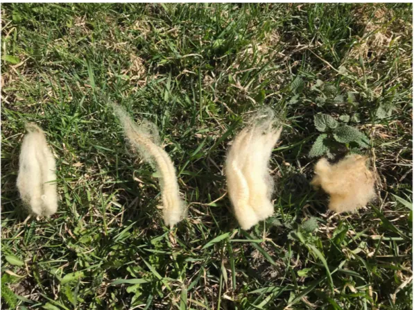 Figure 11: Four pieces of wool from Texel sheep at Kim’s farm. The first three wool pieces, starting from the left, are more fuzzy than the last one.