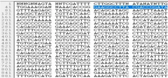 Figure 5. The sequence in blue colour shows that oligo 1 was optimally ligated into the vector in sample  4c of the recombinant plasmid DNA