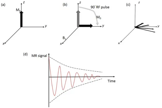 Figure 2.2: Magnetic resonance (MR) signal decay. Before the 90 o radio-frequency (RF) pulse, the net magnetization (M o ) from all spins point in the direction of the main  mag-netic ﬁeld (z-axis) [a]