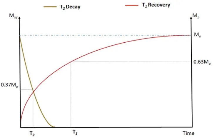 Figure 2.3: Magnetization time curve. Longitudinal magnetization recovery governed by T 1 relaxation time occurring at the same time as the decay of the transverse magnetization governed by T 2 relaxation time.