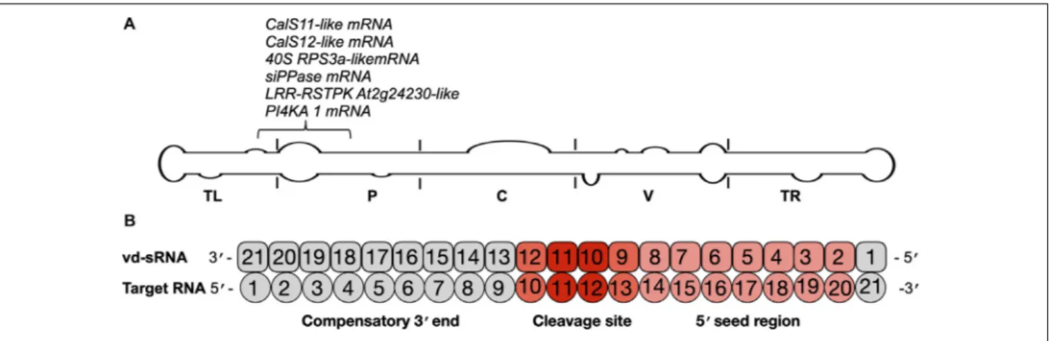 FIGURE 5 | Identification of the mutations on the vd-sRNA known to target host genes. (A) The mutations observed in this study were analyzed according to the regions of previously examined vd-sRNAs that are known to downregulate host genes through RNA sile