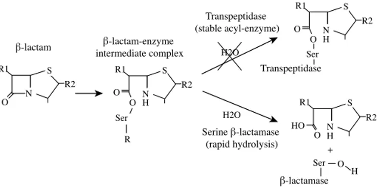 Figure 2. Reaction of β-lactam antibiotics with transpeptidase (penicillin-binding  protein) or serine-β-lactamase