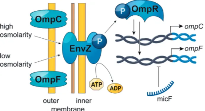 Figure 5. Main regulators of ompC and ompF gene expression. 