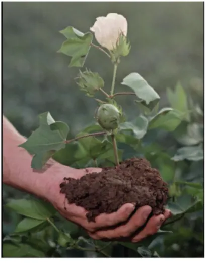 Figure 5: Organic Cotton Plant. 