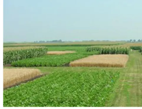 Figure 6: Crop Rotation. Source  (soilquality.org/practices/row_crop_r otations.html 