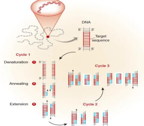 Figur  4.  Schematisk  bild  över  PCR-amplifiering.  I  en  cykel  ingår  denaturering,  hybridisering  och  extension  i  olika temperaturssteg  (2, 40-41) 