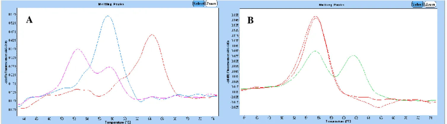 Figur  9.  Smältkurvor  för  50  cykler.  (A)  Representerat  fluorescens  för  prov  HFE  103,  HFE  109  och  HFE  112  i  både  kanal  530  nm  samt  640 nm