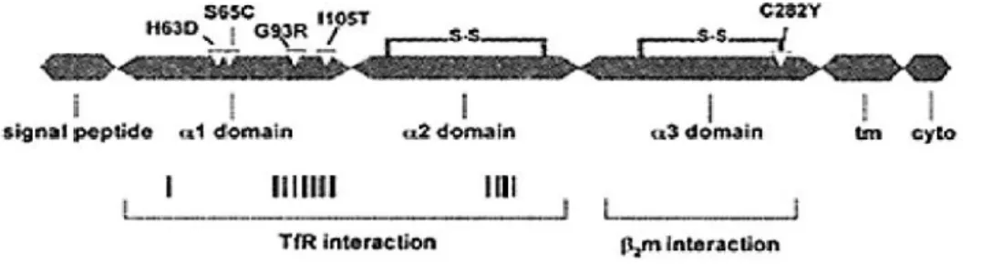 Figur  2.  HFE-genstruktur  uppbyggd  i  olika  domäner.  Genen  är  uppbyggd  i  tre  olika  kodande  domäner  vilka  utgör  en  interagerande  funktion  med  transferrinreceptor  1  (Tfr1)  och  transferrinreceptor  2  (Tfr2)  samt  β 2  -mikroglubulin
