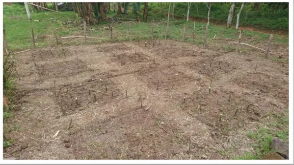 Figure 3. A picture on the planting process from the experimental site at casa Montesano