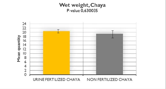 Figure 11. The amount of mean weight of the wet Chaya. 