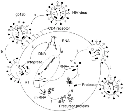 Figure 4. Life cycle of the virus. 27-28  a: attachment; b: fusion; c: reverse transcript-  tion; d: integration; e: transcription; f: translation; g: post-translation processing; h: 