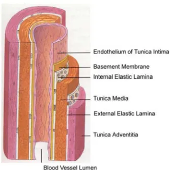 Figure 1.  Schematic illustration of the various layers of the  arterial wall:  tunica  intima,  tunica media and tunica adventitia (Illustration-1)