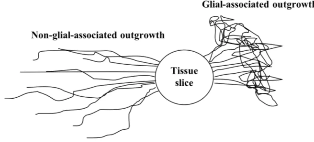 Figure 2. Illustration of the two diverse nerve fiber outgrowths from  fetal ventral mesencephalic slice cultures