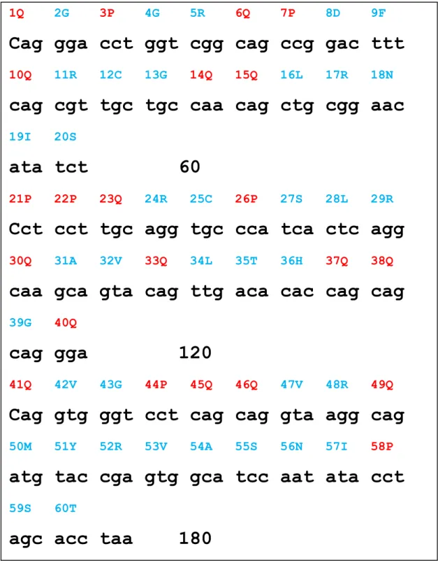 Figure 2. The protein and DNA sequence of MO2.1 