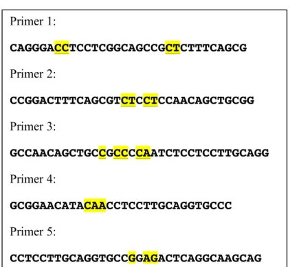 Figure 3. The sequence of 5 primers. The first 3 primers were used for production of MUT1- MUT1-MO2.1 and the last two for site-directed mutagenesis of MUT2-MUT1-MO2.1