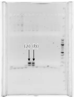 Figure 7. The arrows (a) and (b) point to the bands for MO2.1 PCR product. 