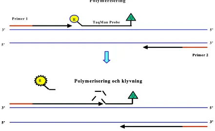 Figur 1: PCR-produkten påvisas vid varje PCR-cykel (Real time) med hjälp av en fluorescensmärkt TaqMan probe