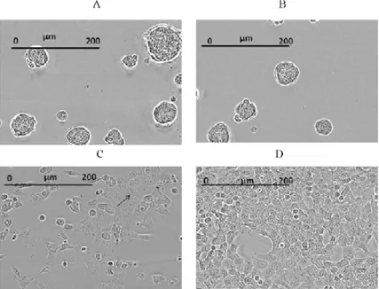 Figure 7. HCT116 cells treated with (A) Vandetanib causing formation of cell ag- ag-gregates, (B) Dasatinib causing formation of large spheroidal cell aggregates