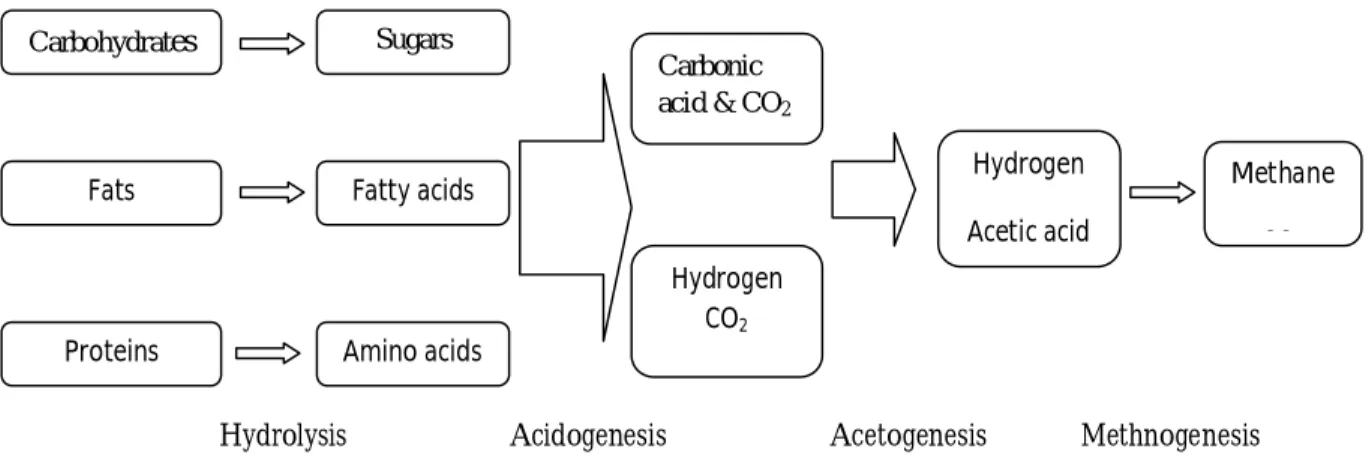 Figure 3.3: The key process stages of anaerobic digestion (Wikipedia, 2010d) 