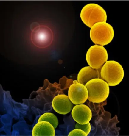 Figur 1. Meticillin-resistent  Staphylococcus Aureus (MRSA)  tagen med ett 