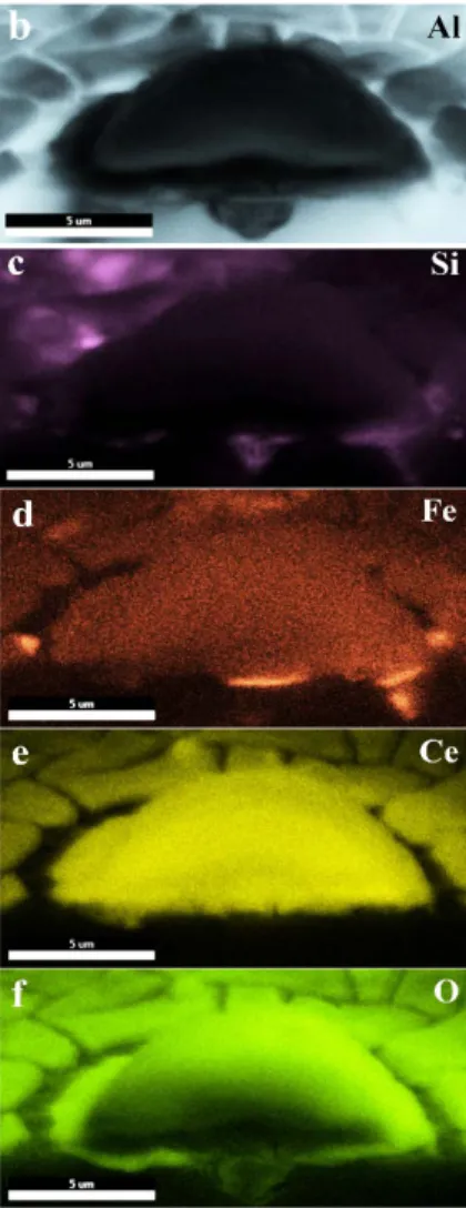 Fig. 6. (a) SEM-BS image and (b), (c), (d), (e) and (f) the elemental mapping of cross-sectional  view of 2R alloy treated using the solution of 0.05 mol/l Ce(NO 3 ) 3  for 18 hours