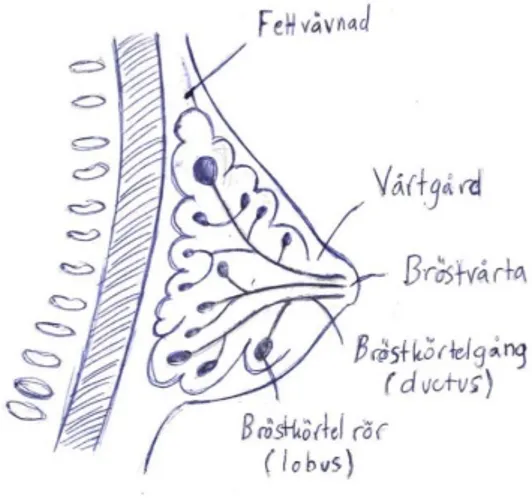 Fig 1. Bröstets struktur (Illustratör Isabella Rosenkvist) .      